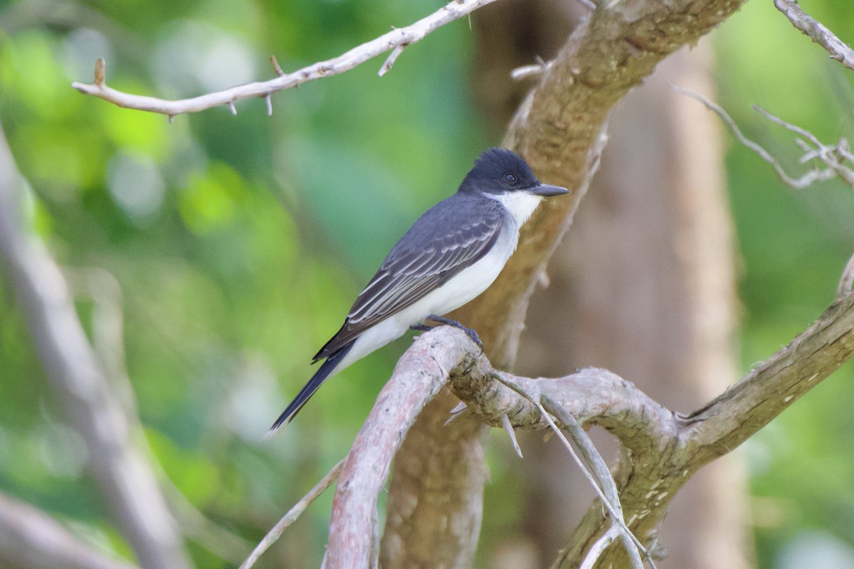 Eastern Kingbird - ML618438769