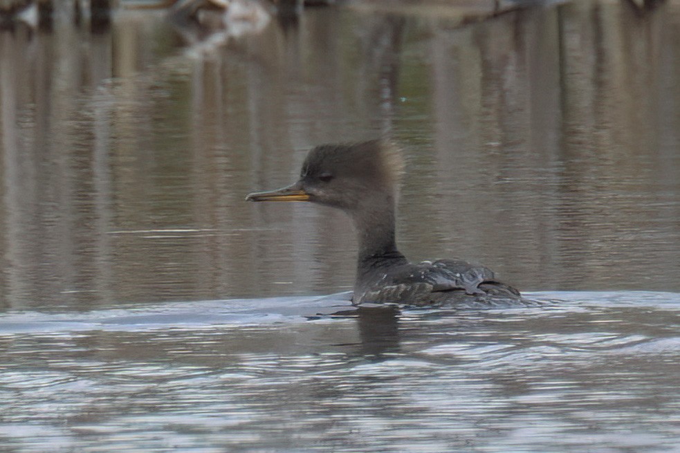 Hooded Merganser - Guy Lafond