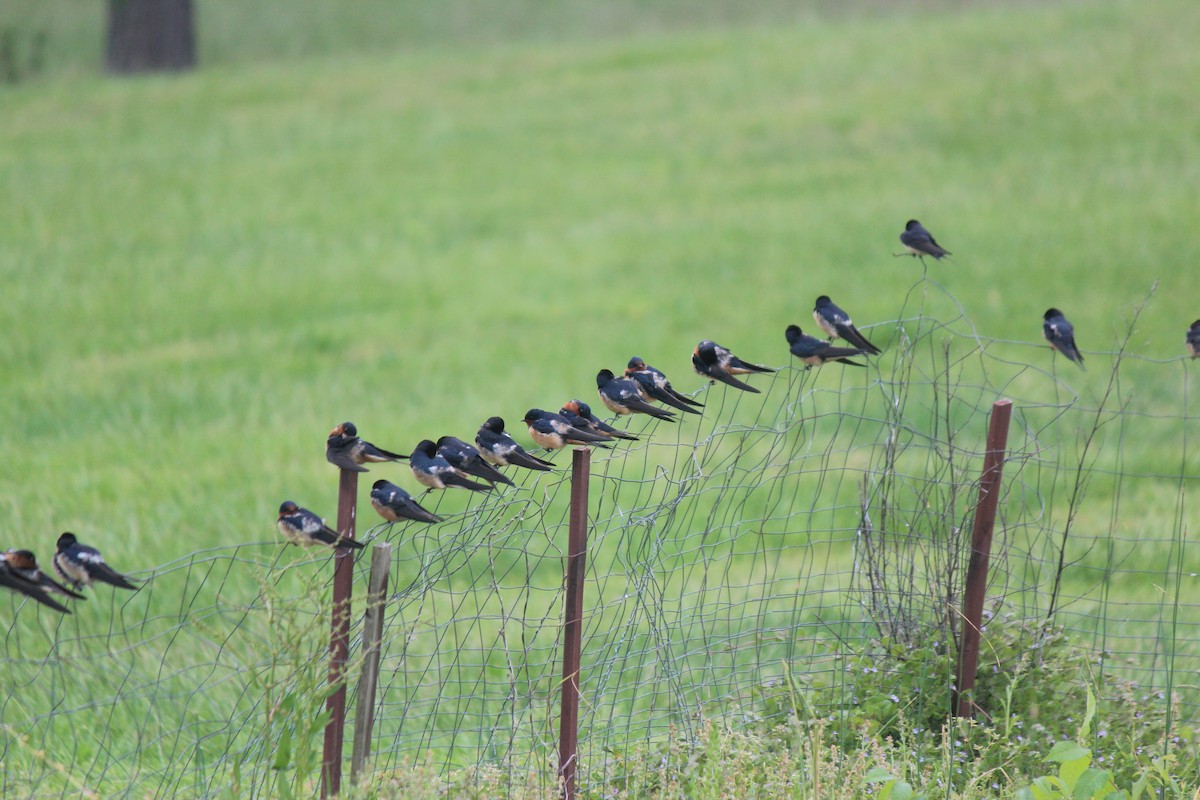 Barn Swallow - ML618438793