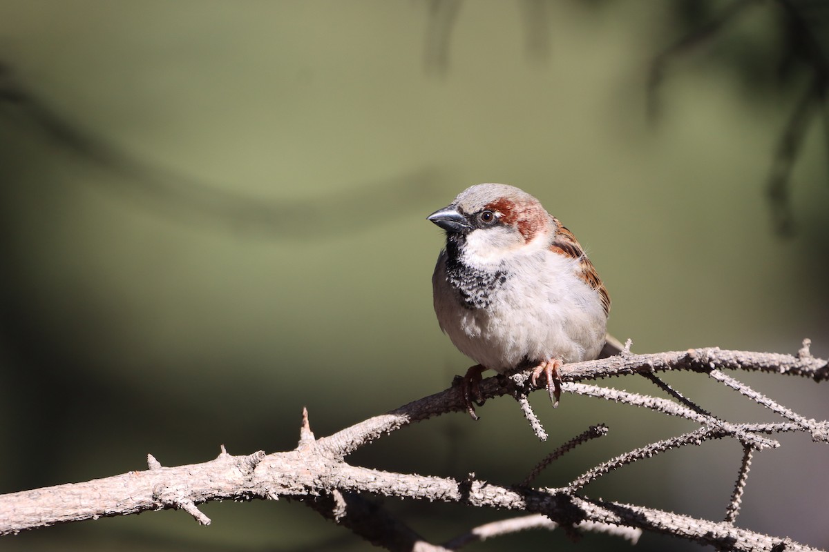 Moineau domestique - ML618438796