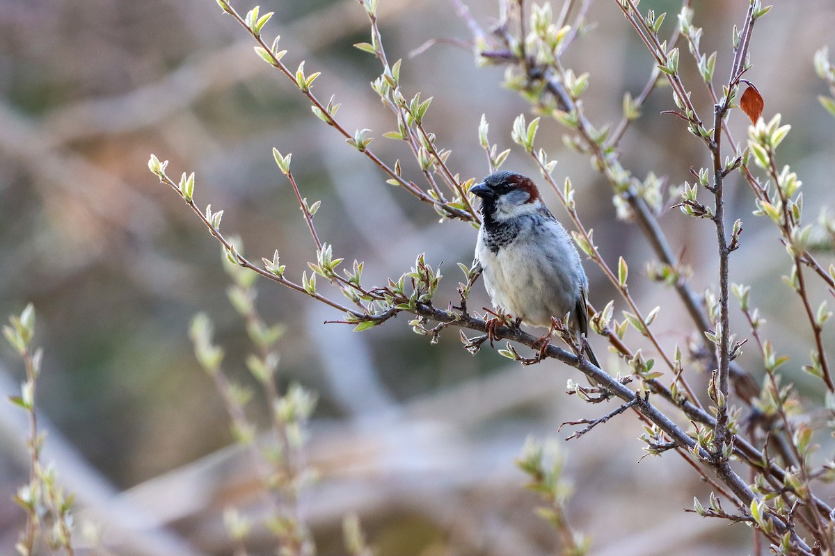 Moineau domestique - ML618438797