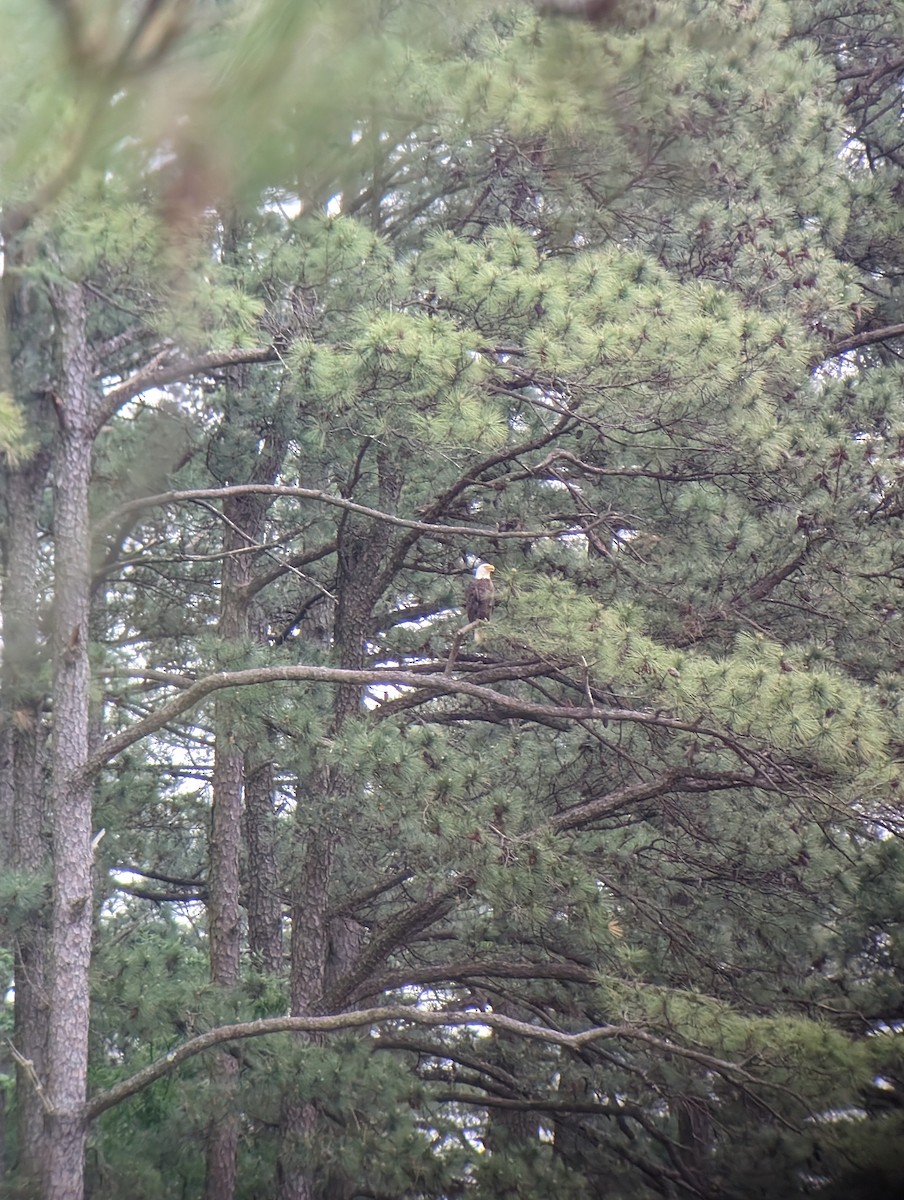 Bald Eagle - Carolyn Rubinfeld 🦆