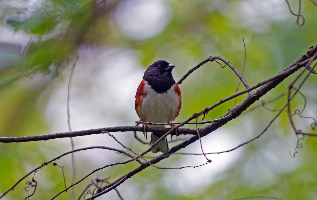 Eastern Towhee - ML618438862