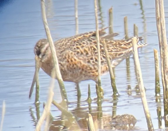 Short-billed Dowitcher - ML618438874