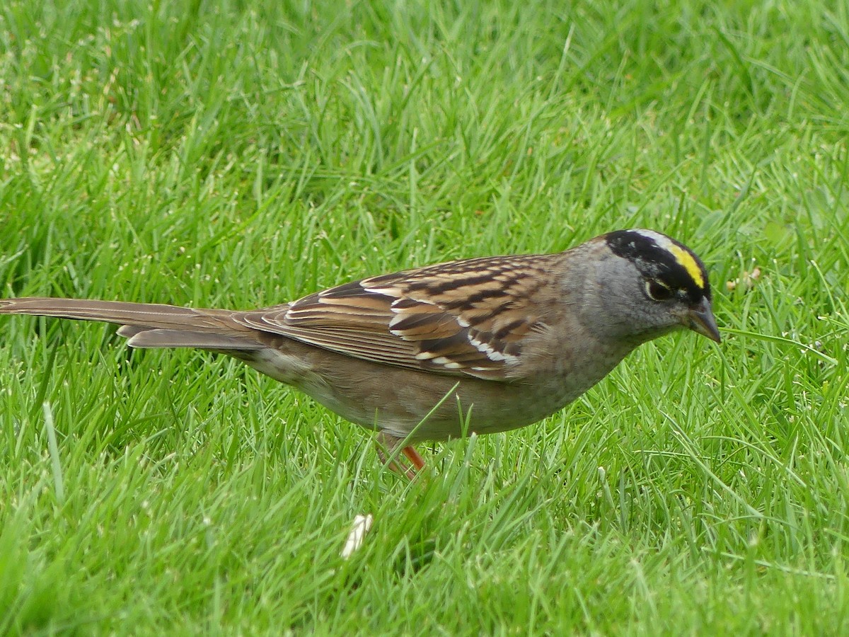 Golden-crowned Sparrow - Gus van Vliet
