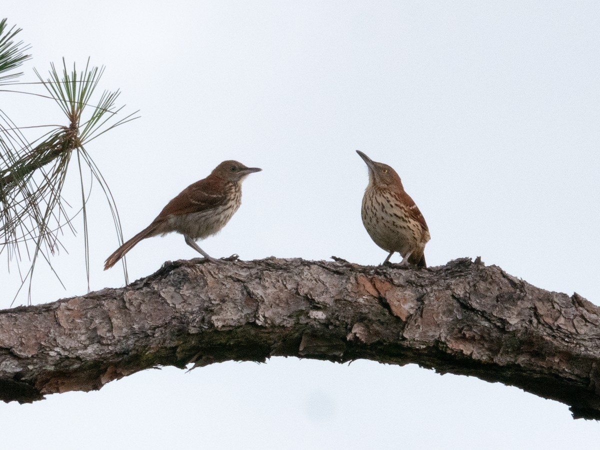 Brown Thrasher - ML618438913