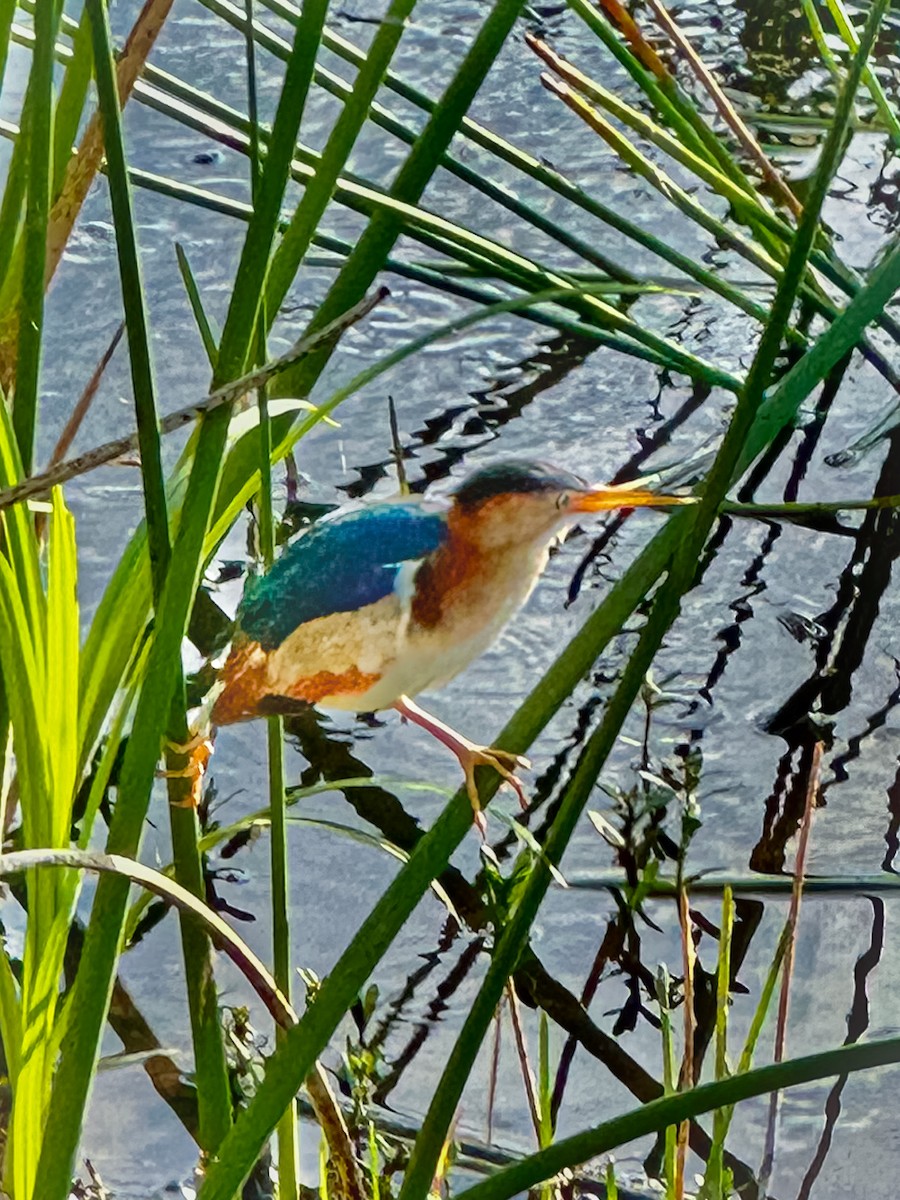 Least Bittern - ML618438916