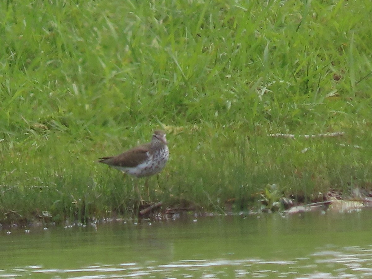 Spotted Sandpiper - Dick Zerger