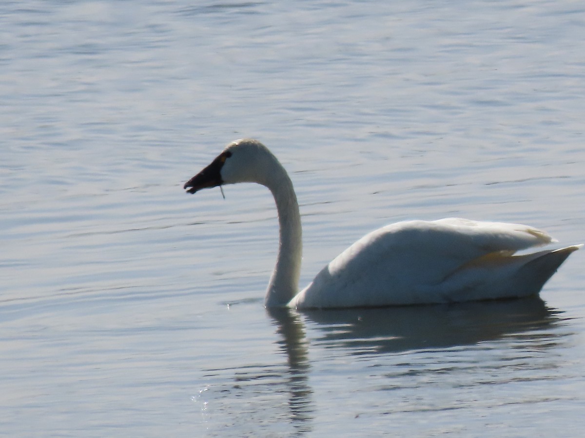 Tundra Swan - ML618438932