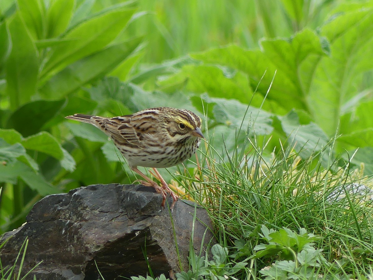 Savannah Sparrow - Gus van Vliet