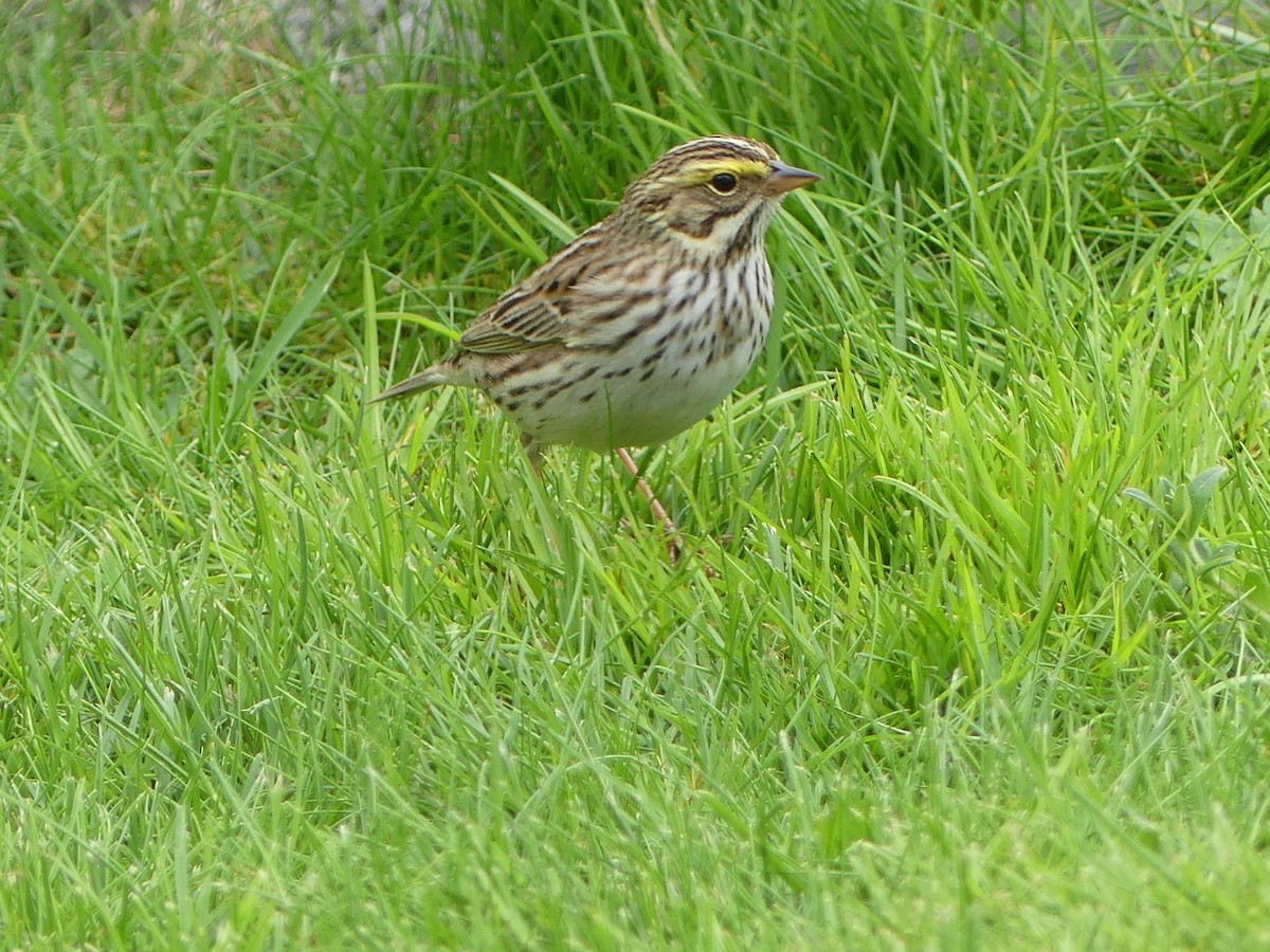 Savannah Sparrow - Gus van Vliet