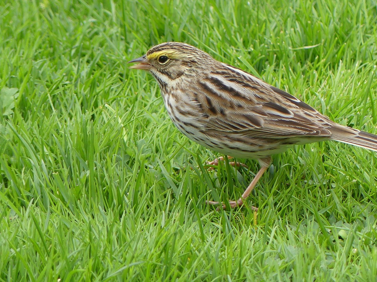 Savannah Sparrow - Gus van Vliet