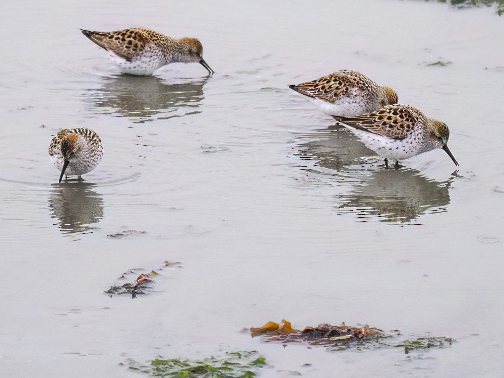 Western Sandpiper - ML618438940