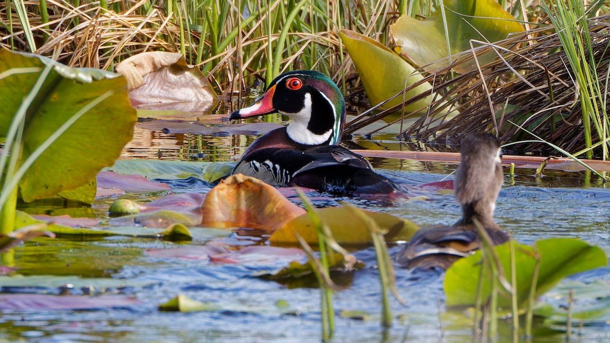 Wood Duck - ML618438944