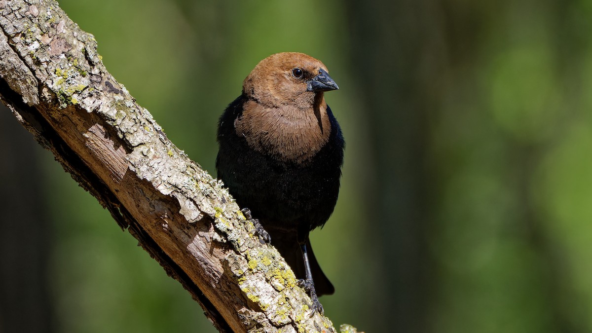 Brown-headed Cowbird - ML618438952