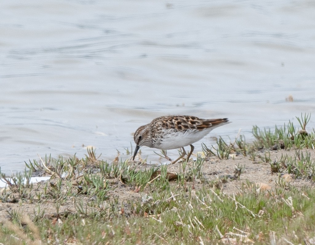 Least Sandpiper - Kevin Rutherford