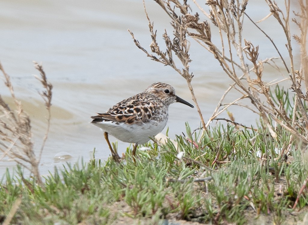 Least Sandpiper - Kevin Rutherford