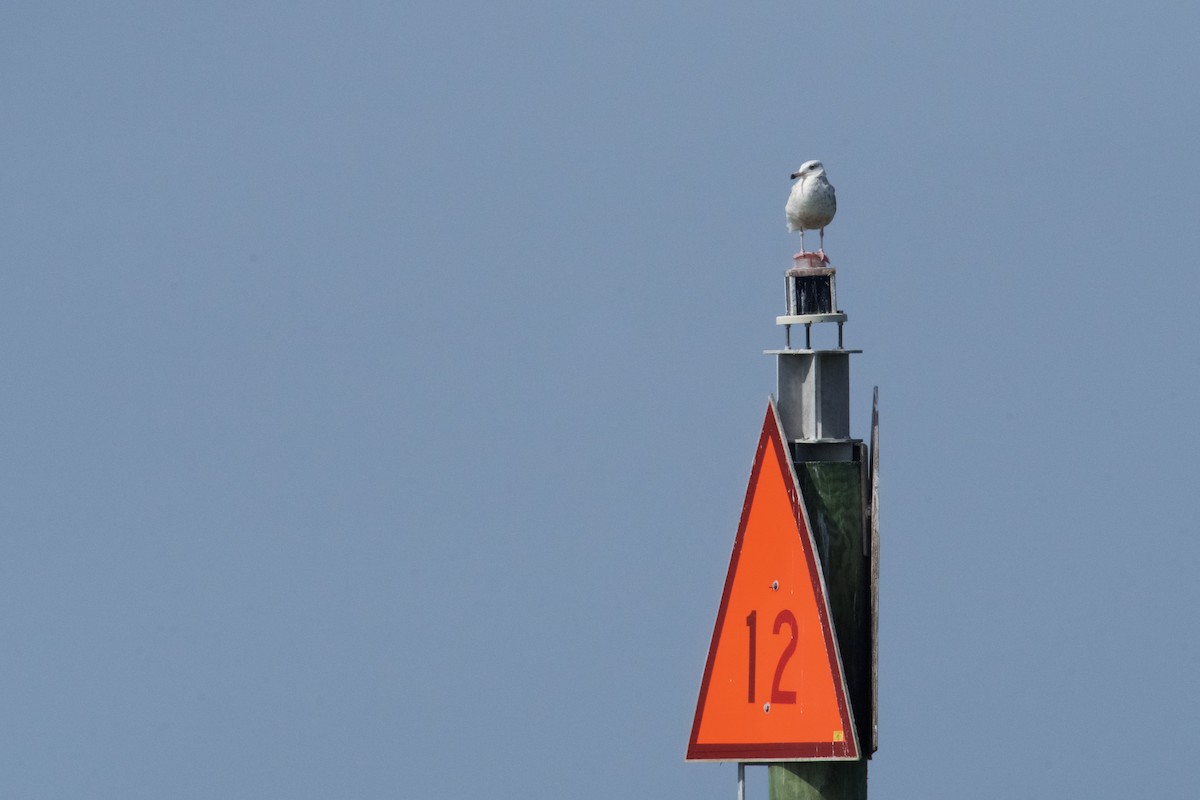 Herring Gull - ML618438987