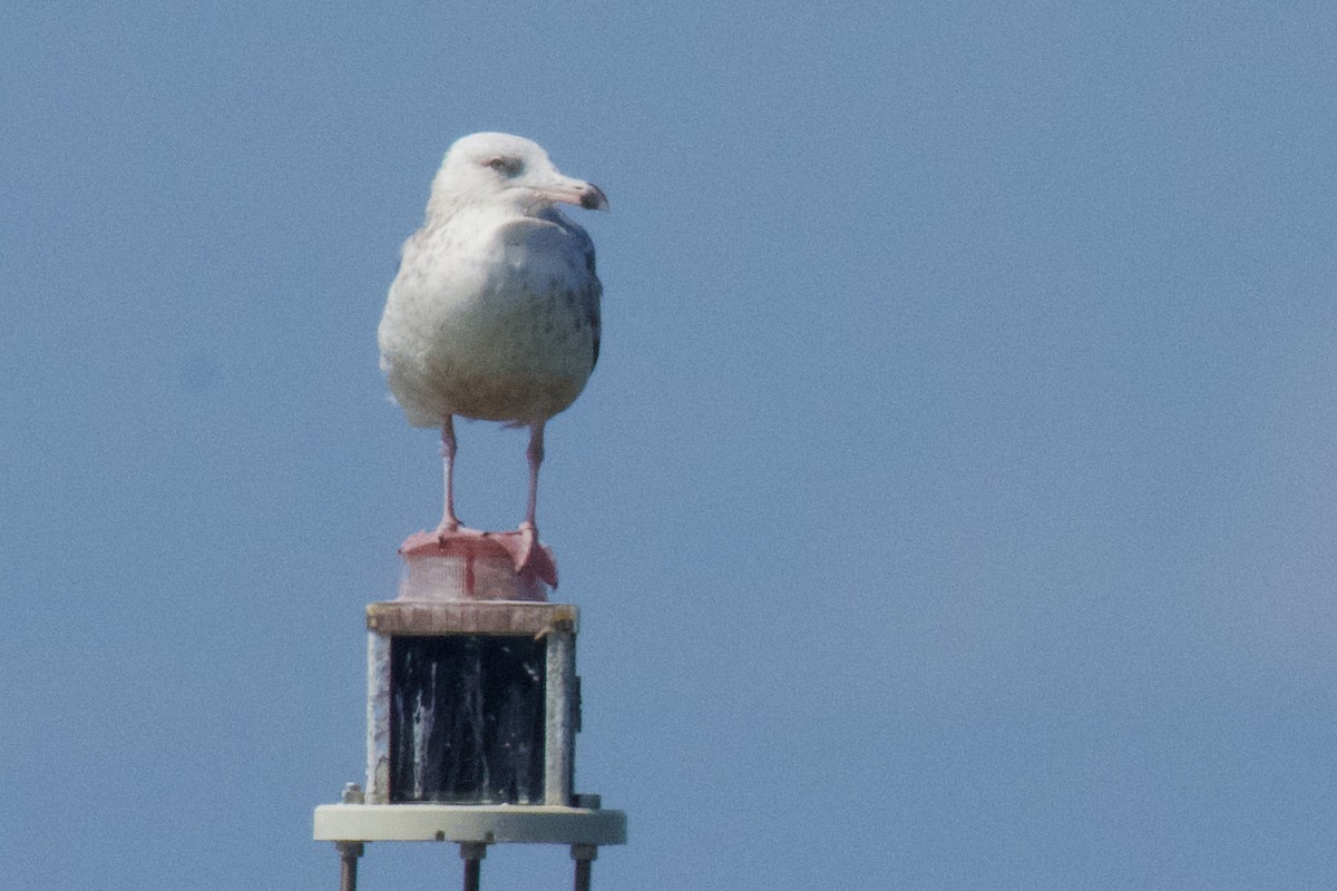 Herring Gull - ML618438990