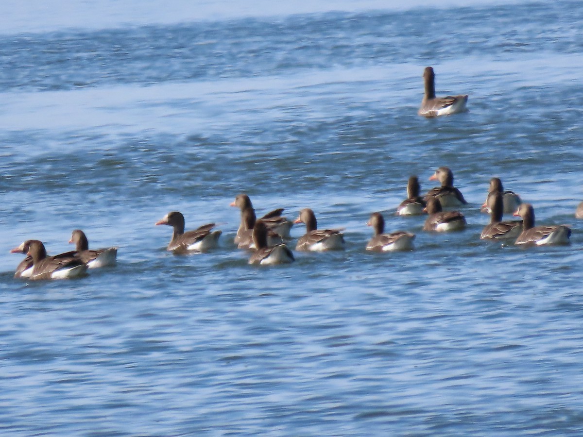 Greater White-fronted Goose - ML618438991