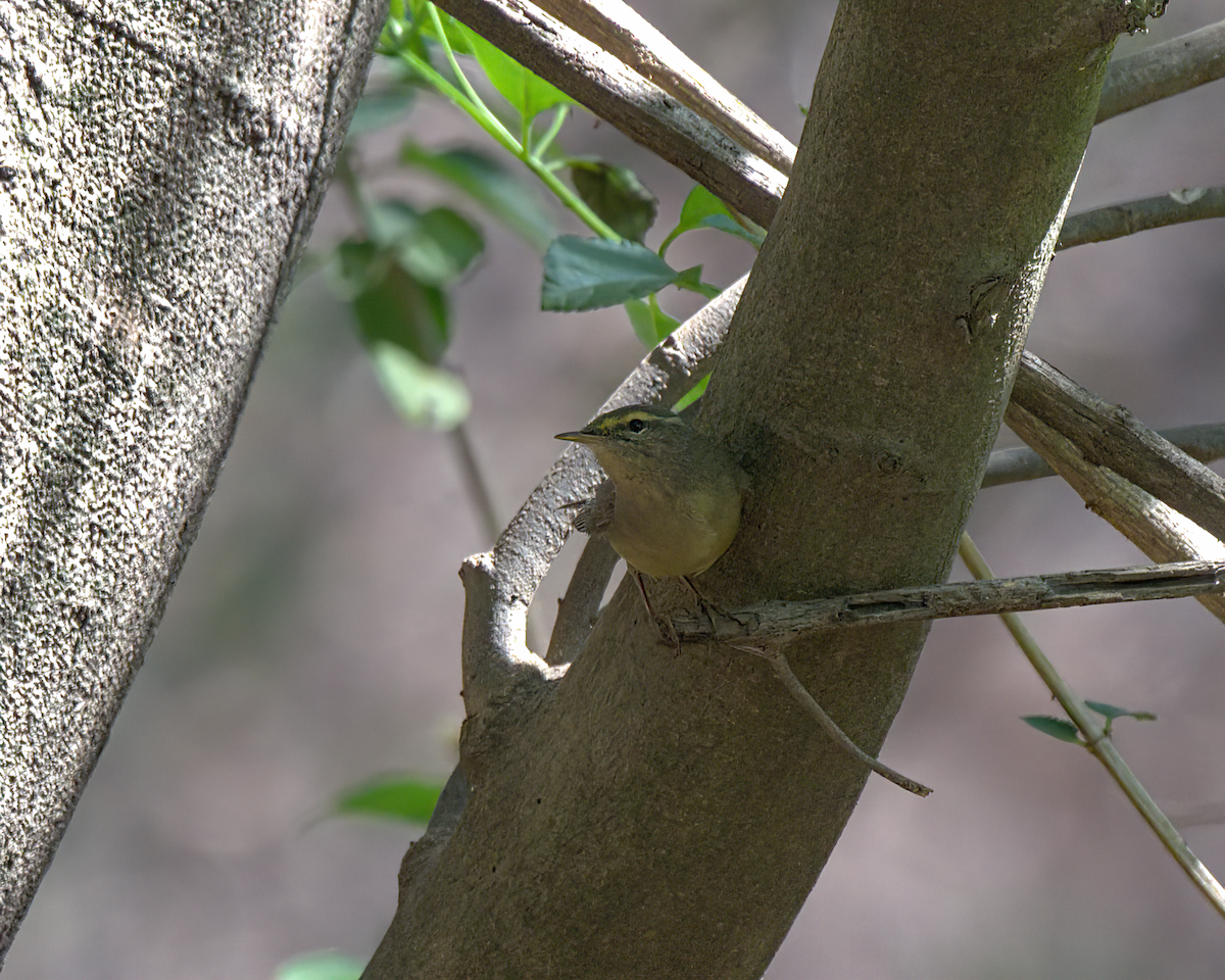 Mosquitero del Pamir - ML618438998