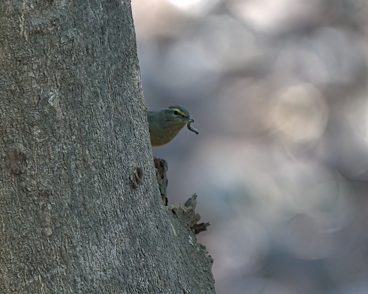 Sulphur-bellied Warbler - ML618439001