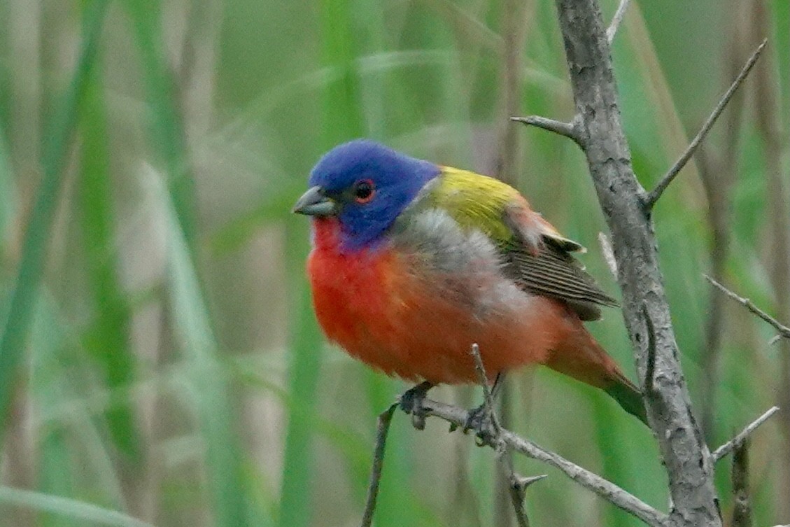 Painted Bunting - Nancy Moran