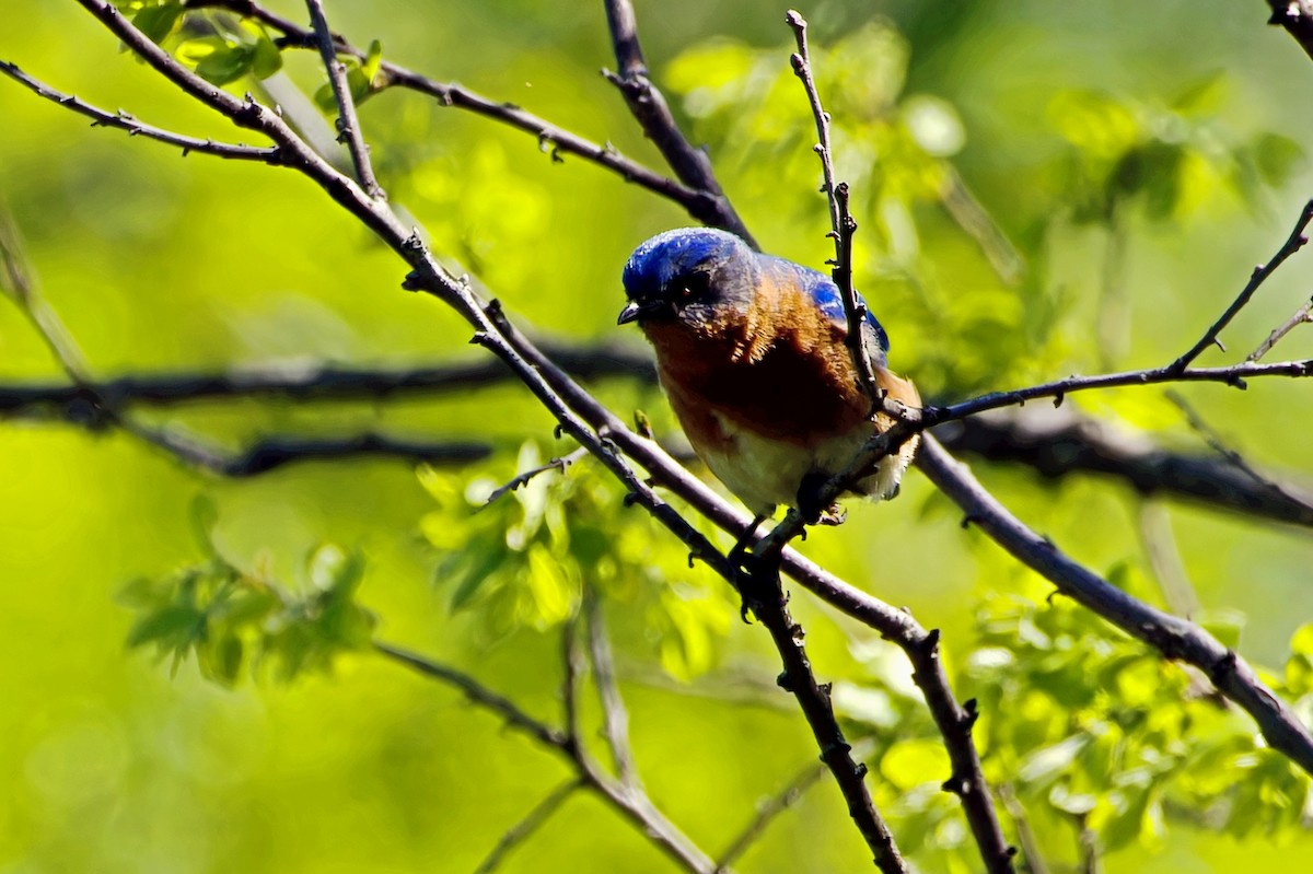 Eastern Bluebird - ML618439021