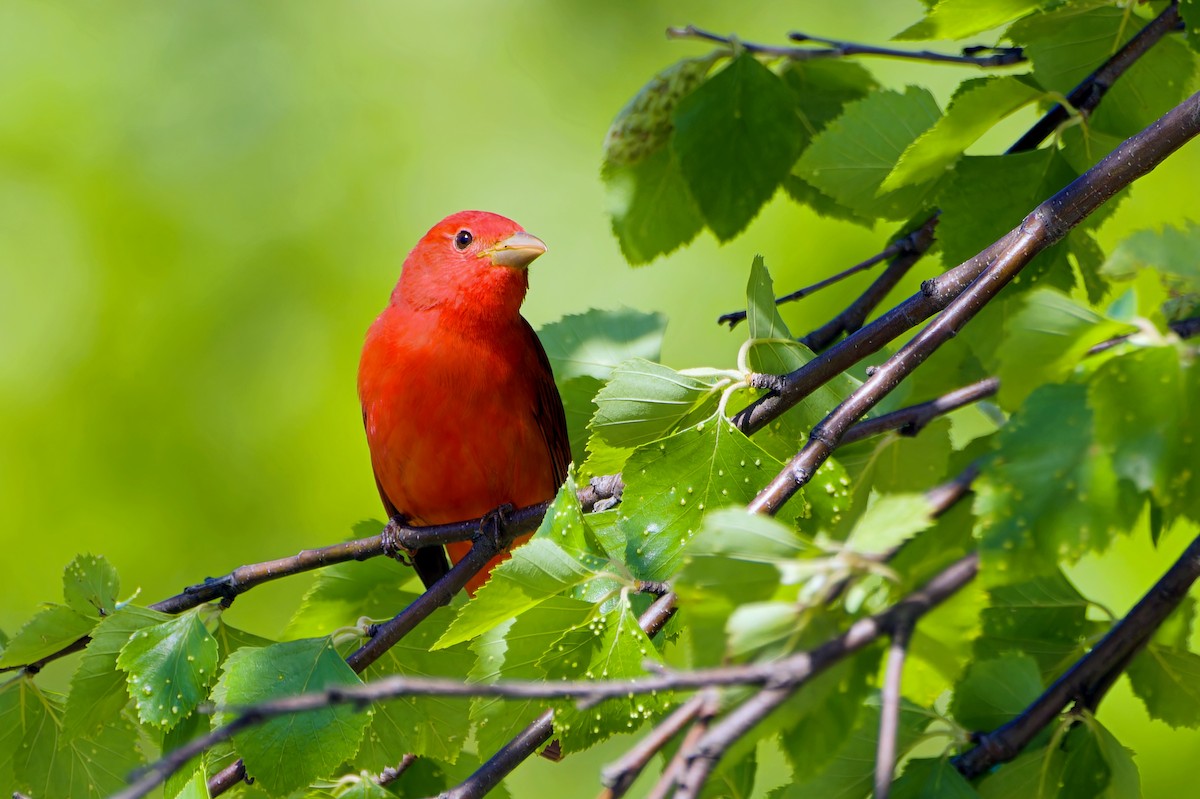 Summer Tanager - ML618439035