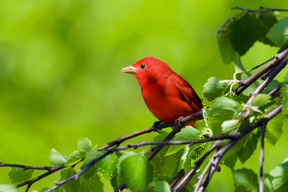 Piranga Roja - ML618439036