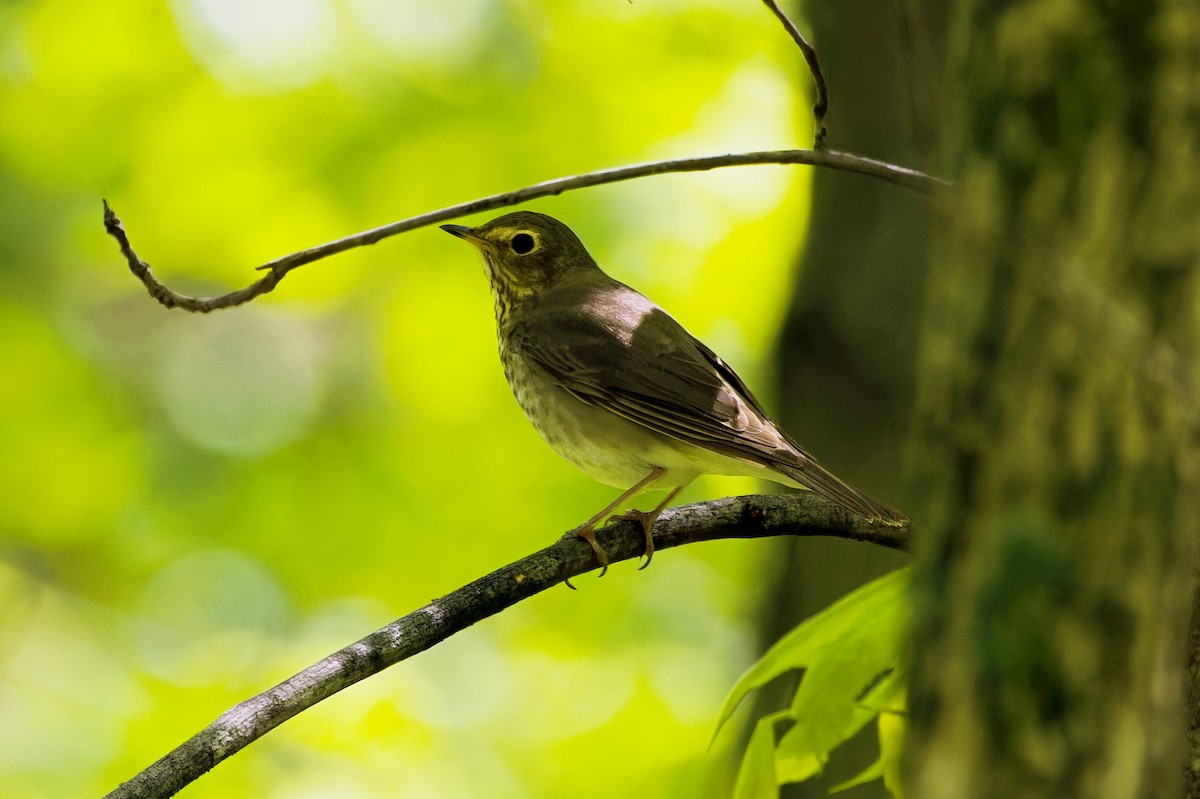 Swainson's Thrush - ML618439055