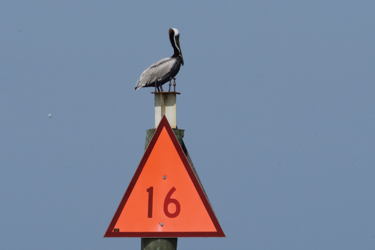 Brown Pelican - ML618439072