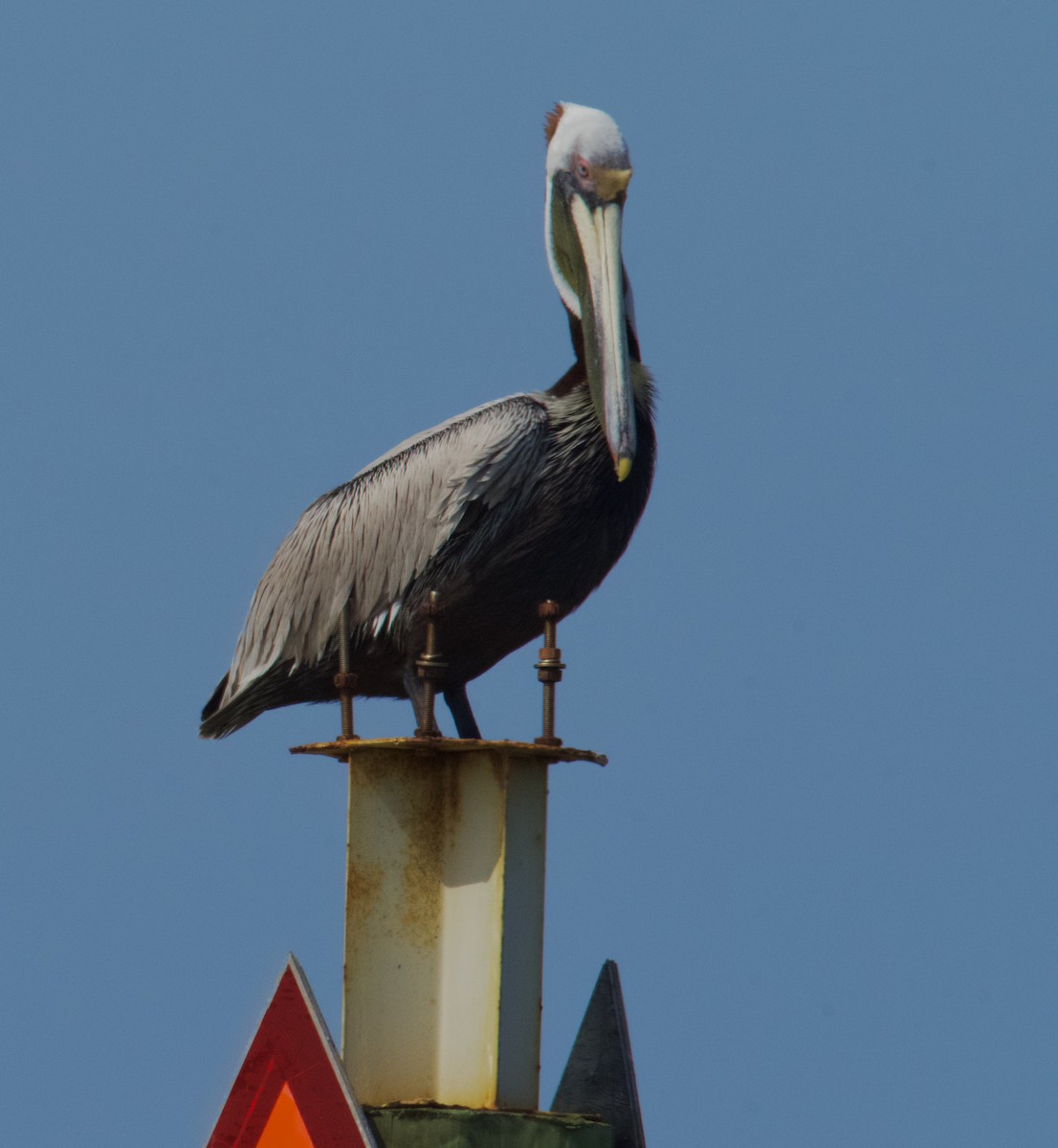 Brown Pelican - ML618439082