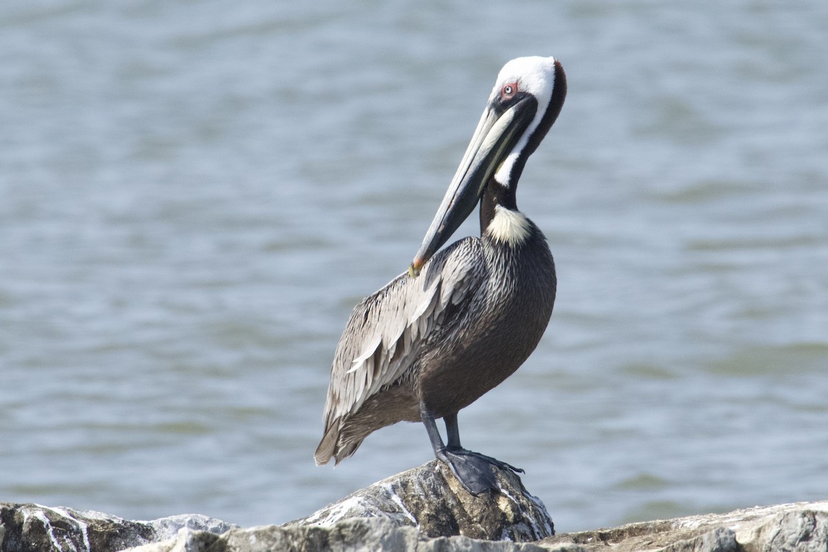 Brown Pelican - ML618439113