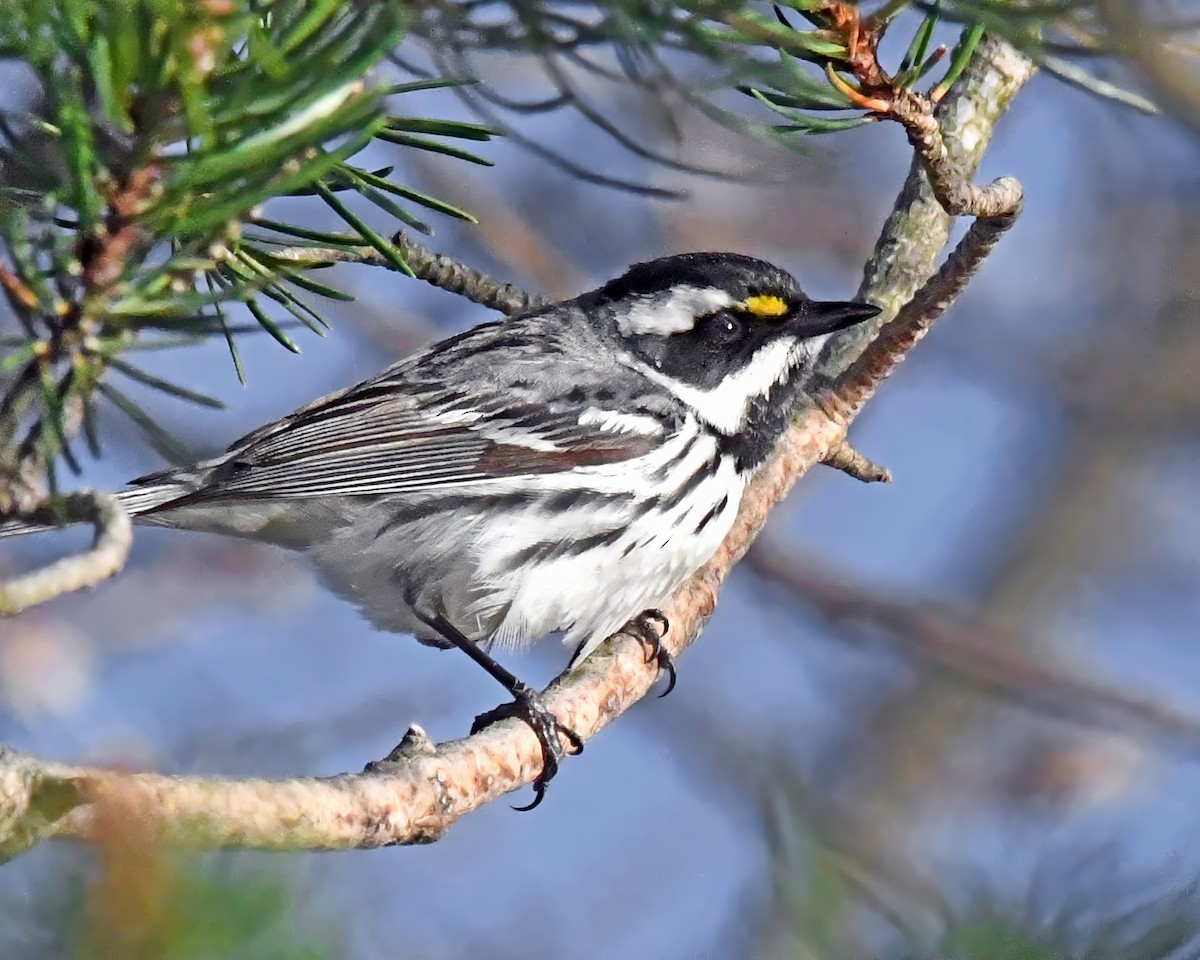 Black-throated Gray Warbler - Gary Nelkie