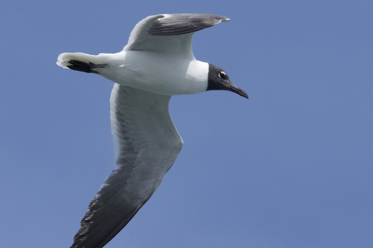 Laughing Gull - ML618439144