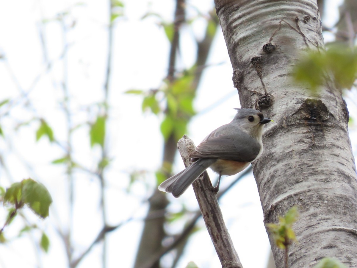 Tufted Titmouse - ML618439167