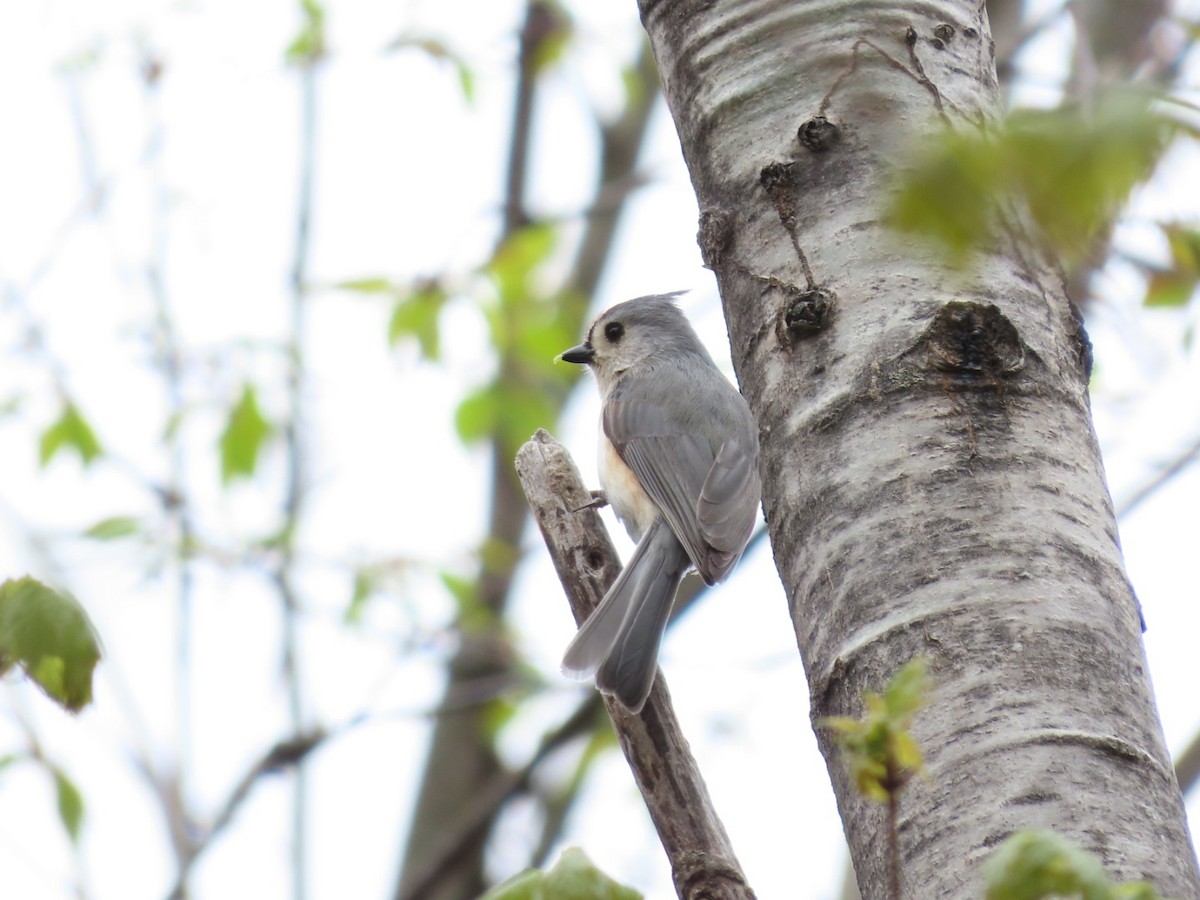 Tufted Titmouse - ML618439168