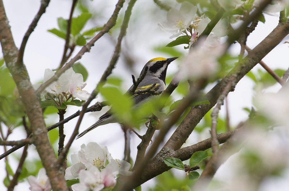 Golden-winged Warbler - James Sawusch