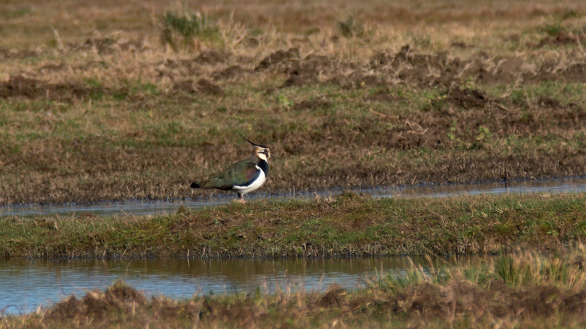 Northern Lapwing - Stefano Norbedo