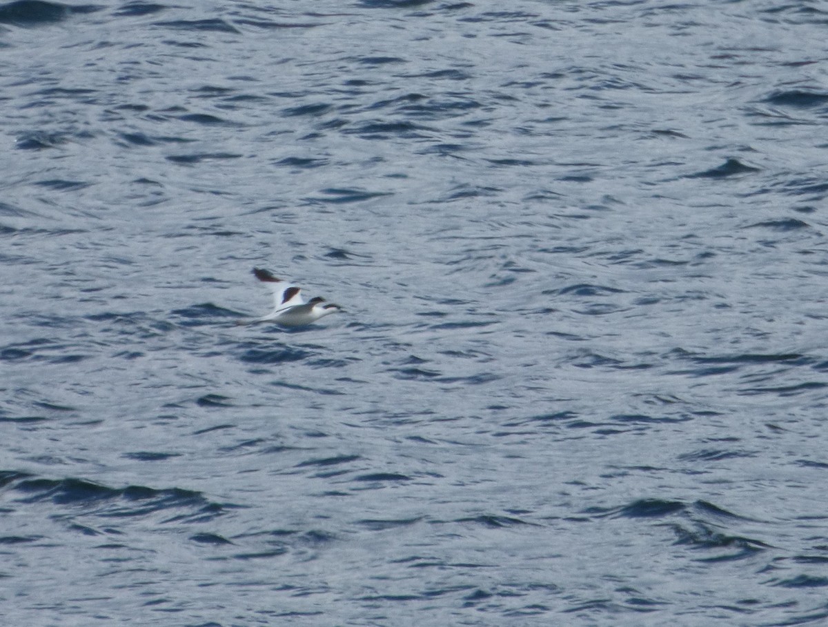 Pied Avocet - Manuel Rodriguez Gonzalez