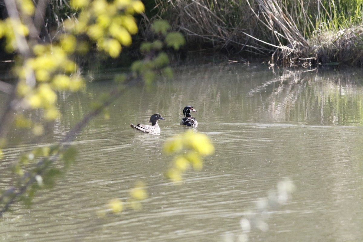 Wood Duck - ML618439200