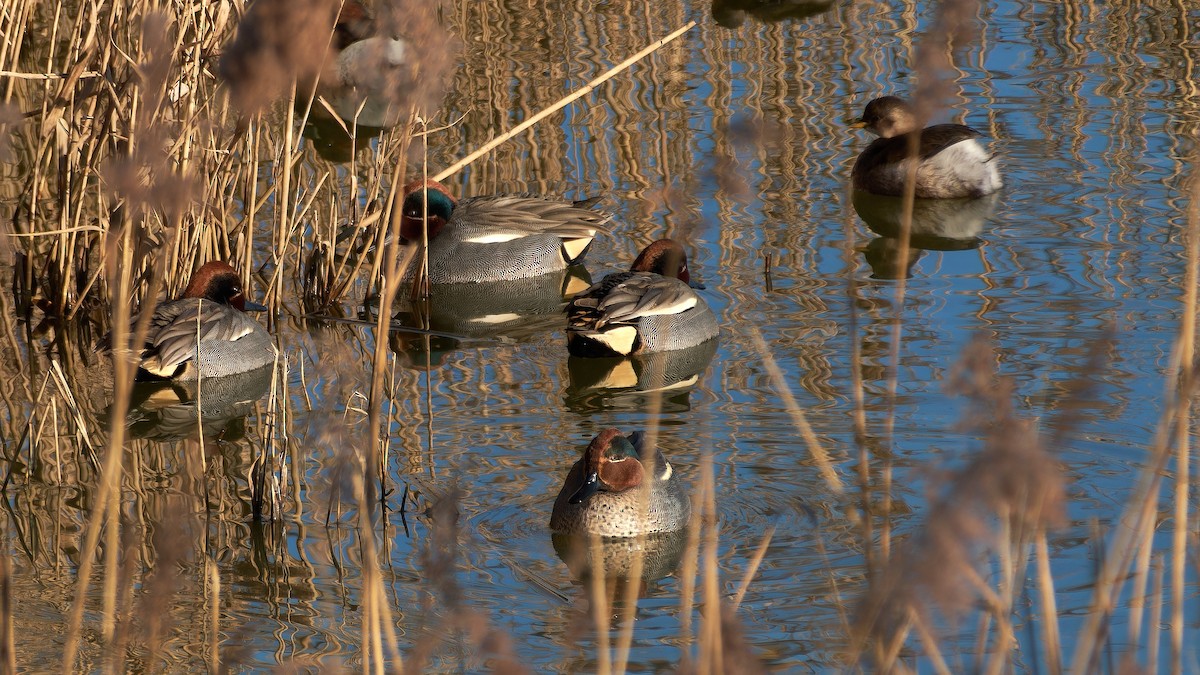 Green-winged Teal - Stefano Norbedo