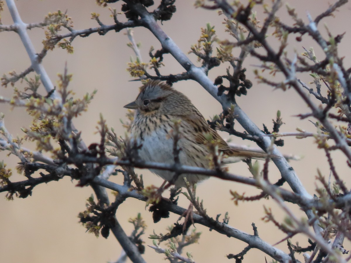 Lincoln's Sparrow - Kerry Hjertaas