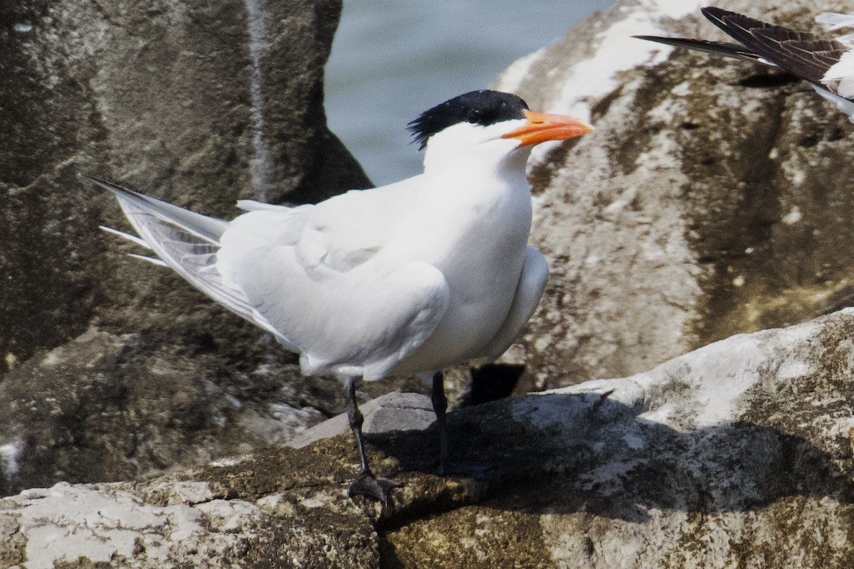 Royal Tern - ML618439223