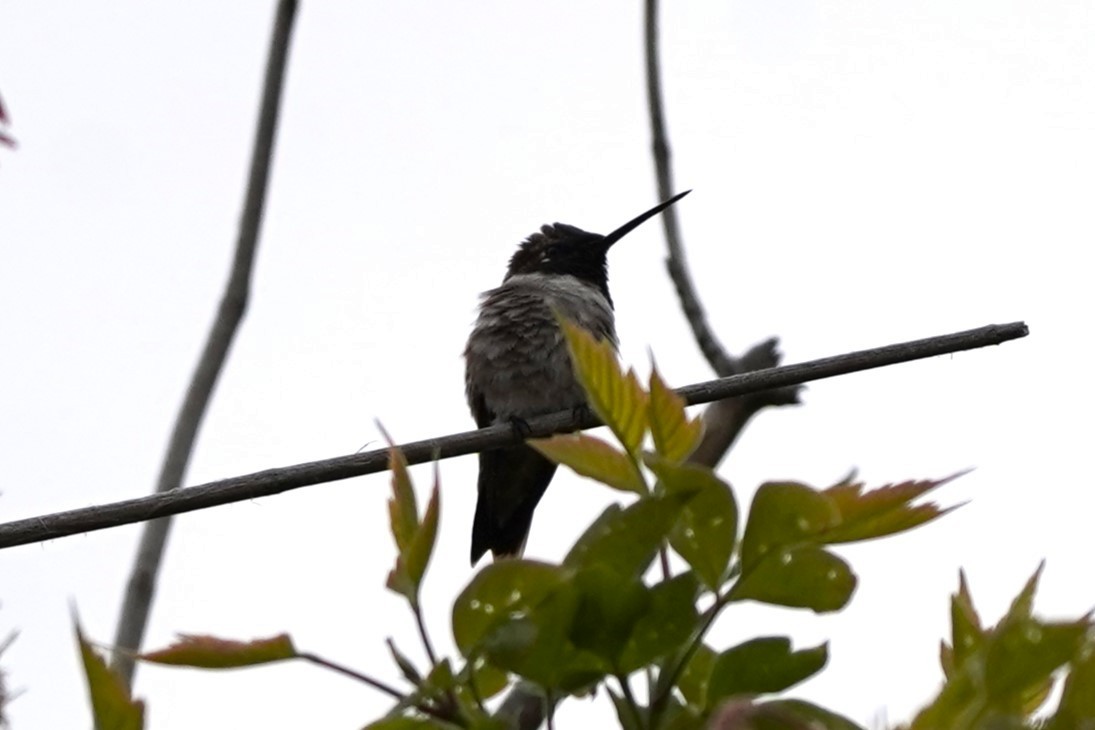 Black-chinned Hummingbird - ML618439247