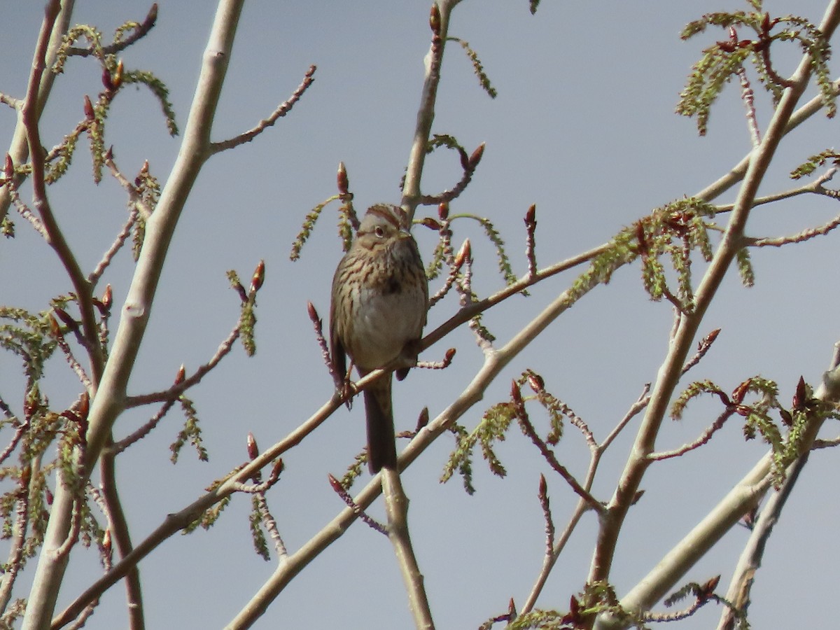 Lincoln's Sparrow - ML618439256