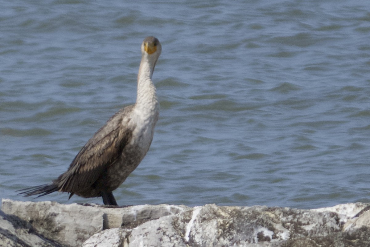 Double-crested Cormorant - ML618439262