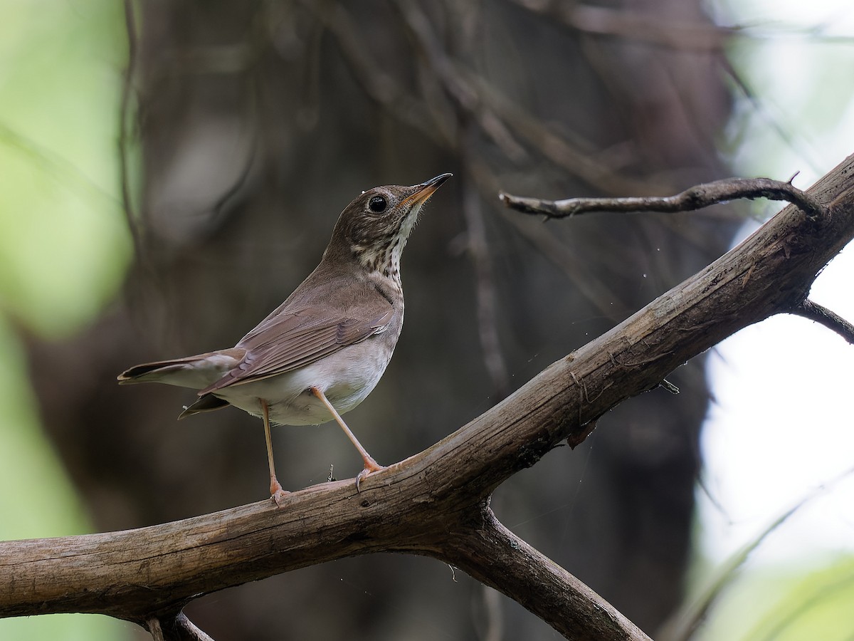 Swainson's Thrush - ML618439265