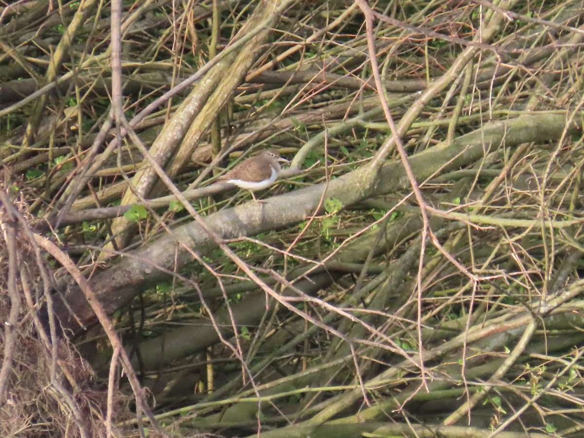 Common Sandpiper - ML618439271